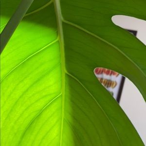 Meet your Posher, Luke